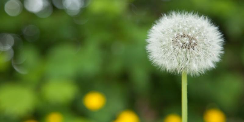 Desert weed control