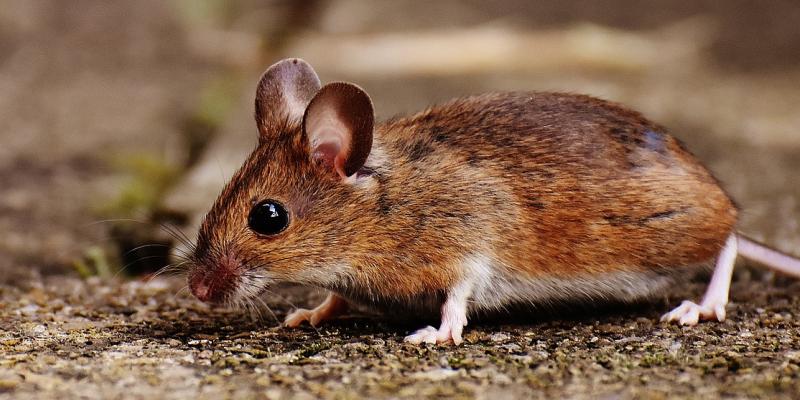 Effective Rat and Rodent Control Methods