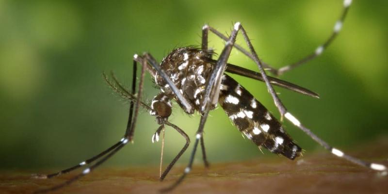 Photo of a mosquito