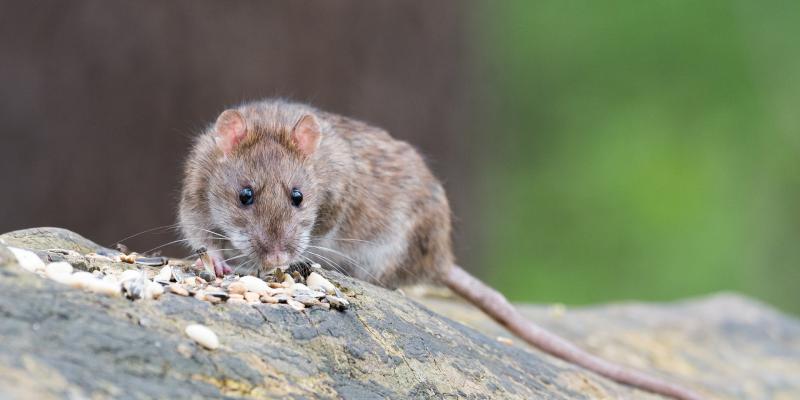 Photo of a roof rat