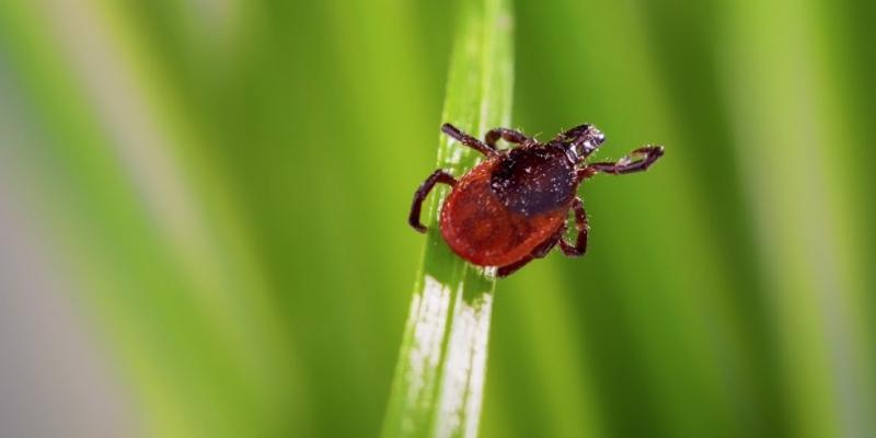 Photo of a tick