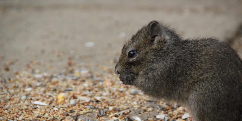 Rock Squirrels Are a Big Nuisance!