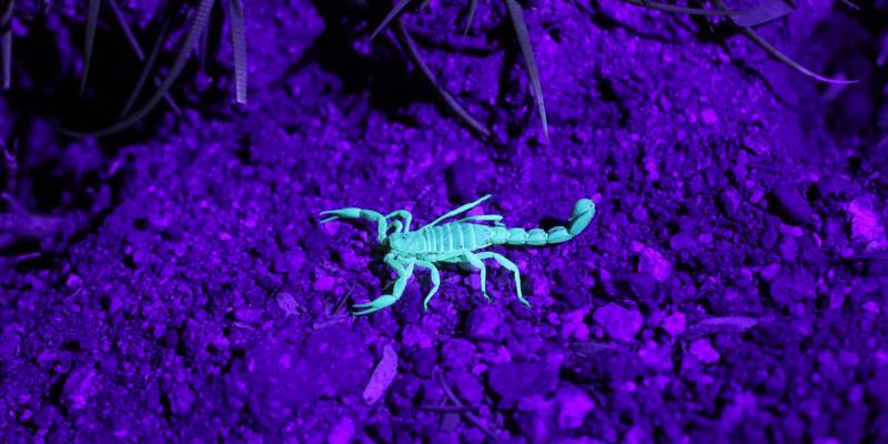 Scorpions and the Weather