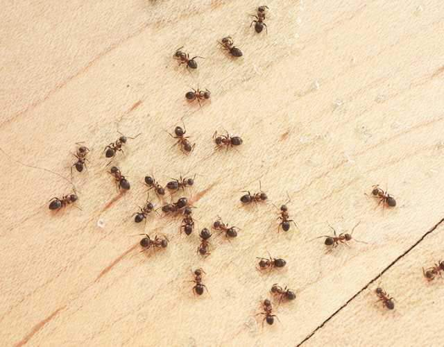 Photo of ants on the floor