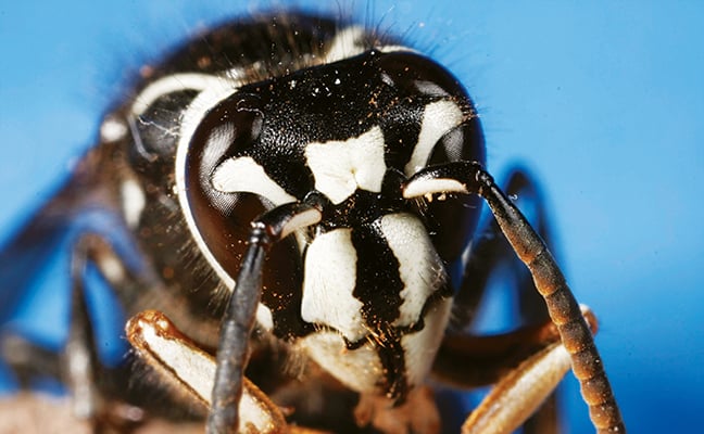 bald faced hornet