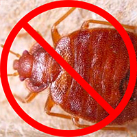 exterminate bed bugs