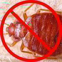bed bug control exterminate bed bugs