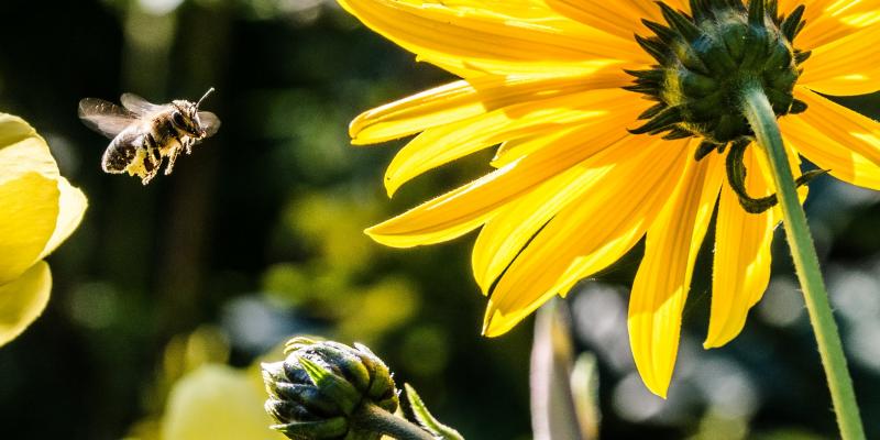 bee control in Arizona