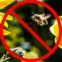 bee control bee removal