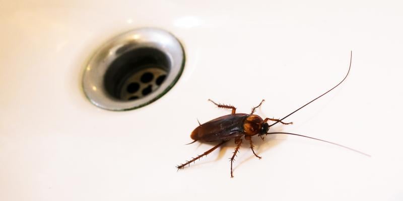 Photo of a cockroach