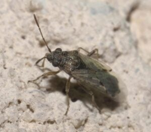 photo of a false chinch bug