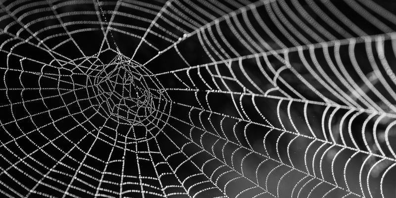 photo of cobweb