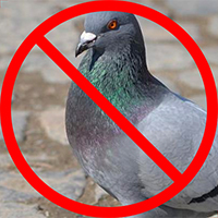 humane pigeon control