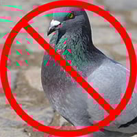 pigeon control humane pigeon control