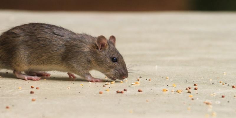 rodent control in the Phoenix-area