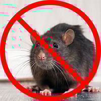 rodent control rodent control