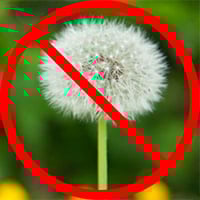 weed control weed control