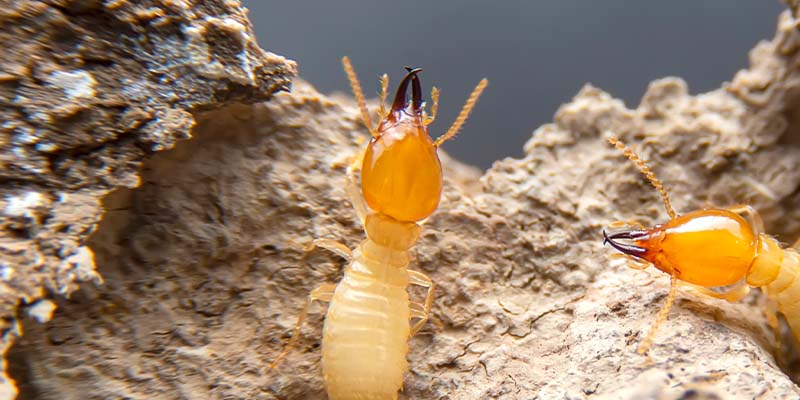 How Often Should I Spray For Termites?
