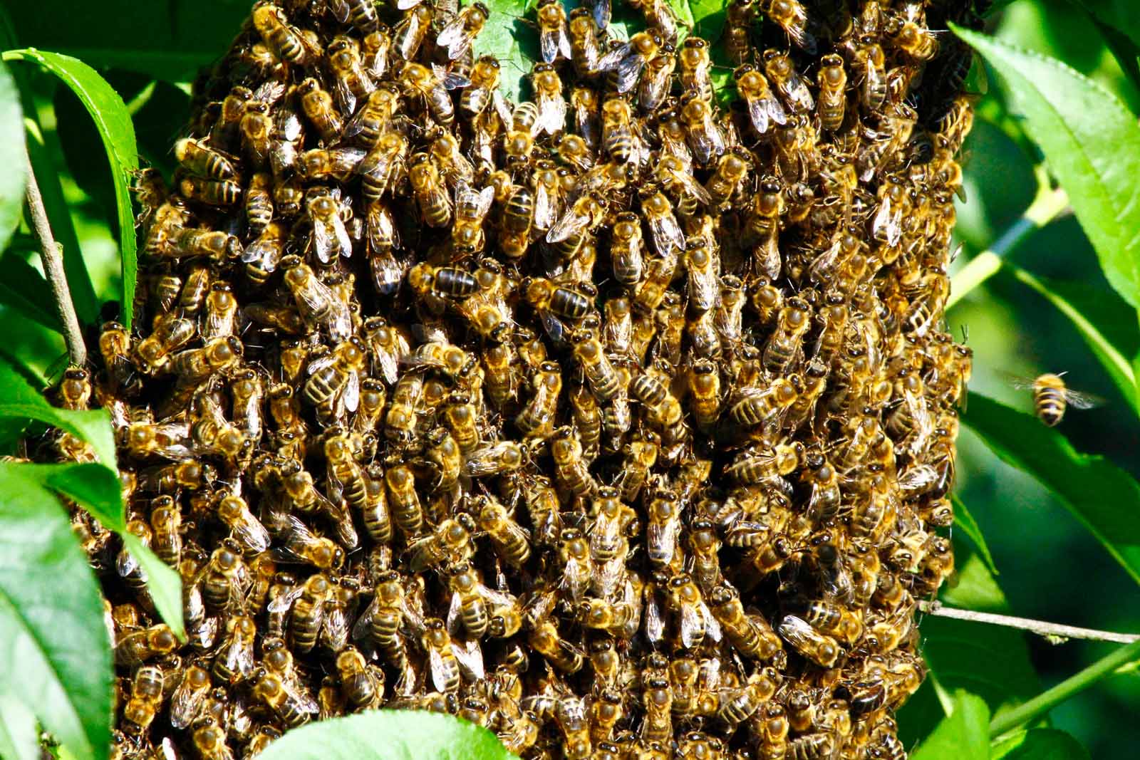Photo of chefs in resturaunt kitchen Swarm of bees