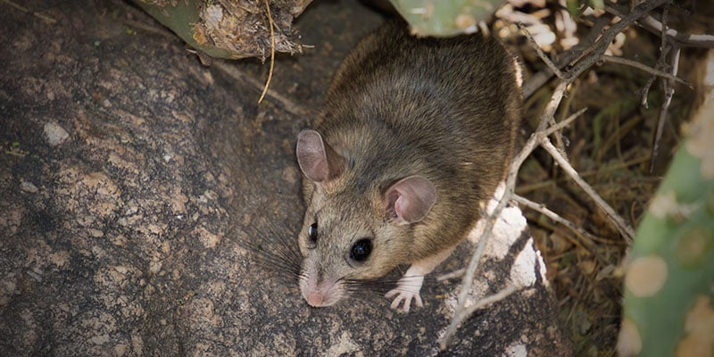 Exactly What are Roof Rats and How Do I Get Rid of Them