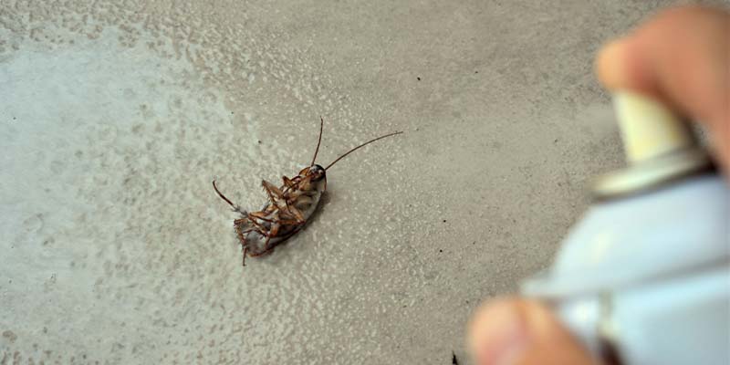 DIY Pest Control vs Professional Care