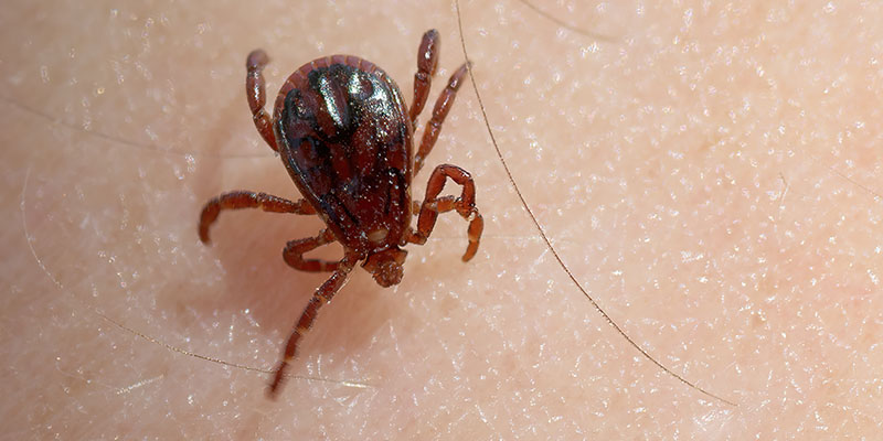 Why Ticks should Really Tick You Off