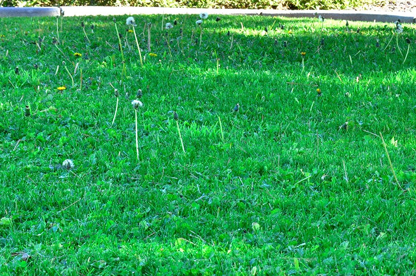 Lawn Weeds Lawn Weeds