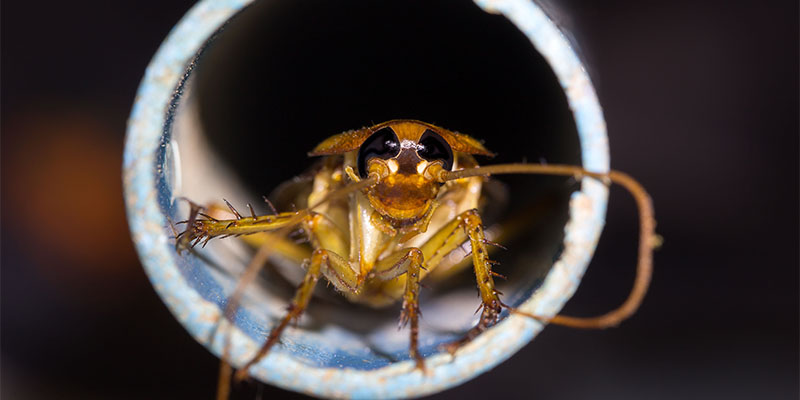 How to Get Sewer Roaches Out of Your Phoenix Home