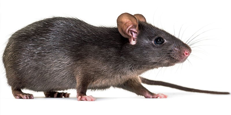 Are Roof Rats Hiding in Your Phoenix Home?