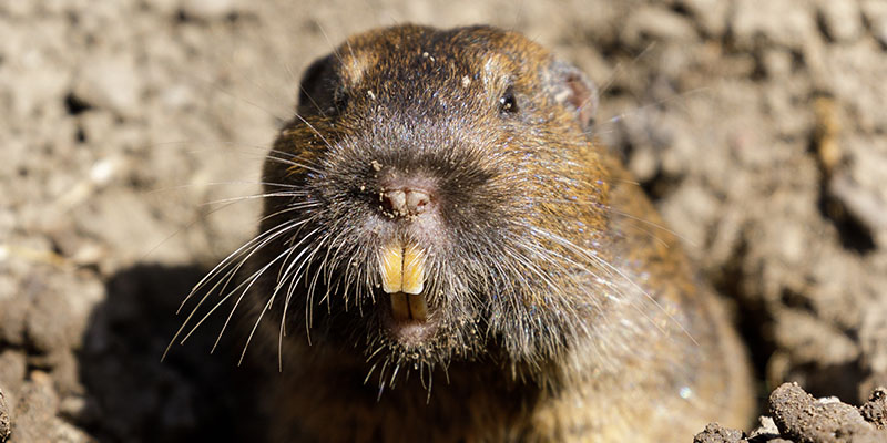 How to Prevent Pocket Gophers from Ruining Your Landscape