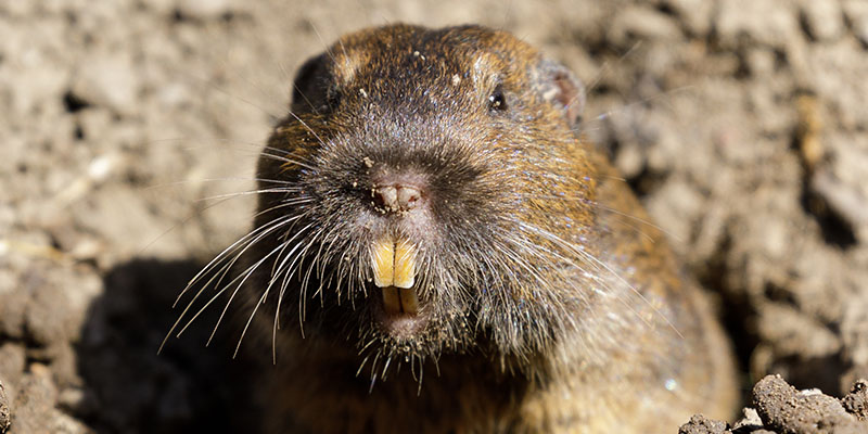 How to Prevent Pocket Gophers from Ruining Your Phoenix Home's Landscape