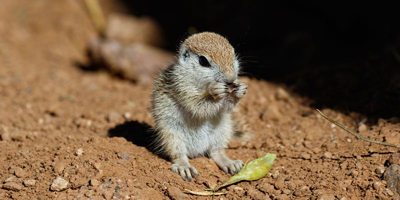 What Arizona Homeowners Need to Know about Rodents as Temperatures Begin to Drop