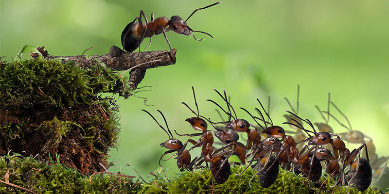 Why Ants are Real Troublemakers this Time of Year in Phoenix