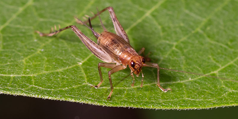 Crickets Are More Trouble Than Homeowners Think