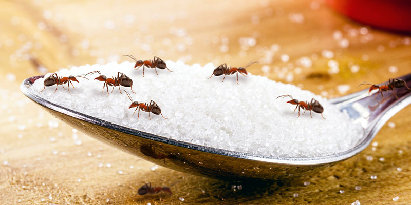 How Improper Arizona Ant Treatment Makes Infestations Worse