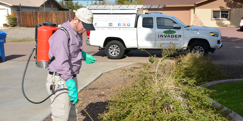 Why Purchase Pest Control Services Before Trouble In Your Home Begins