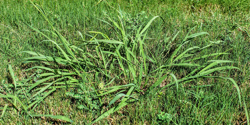 Now Is the Time to Start Taking Weed Prevention Seriously