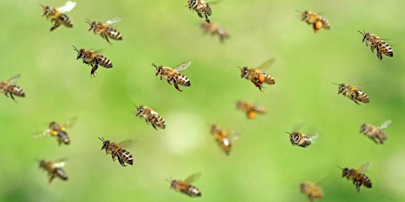 Get Ready for Bees Because They're Coming
