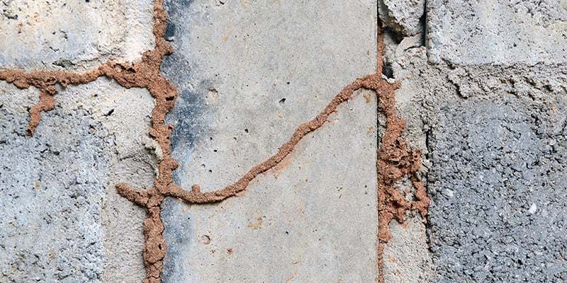 How Long Can Termites Stay Hidden in a Home Before Being Discovered