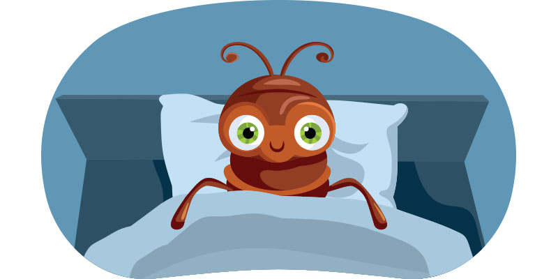 How Do Bed Bugs Get Into Your House? The Answers Will Suprise You