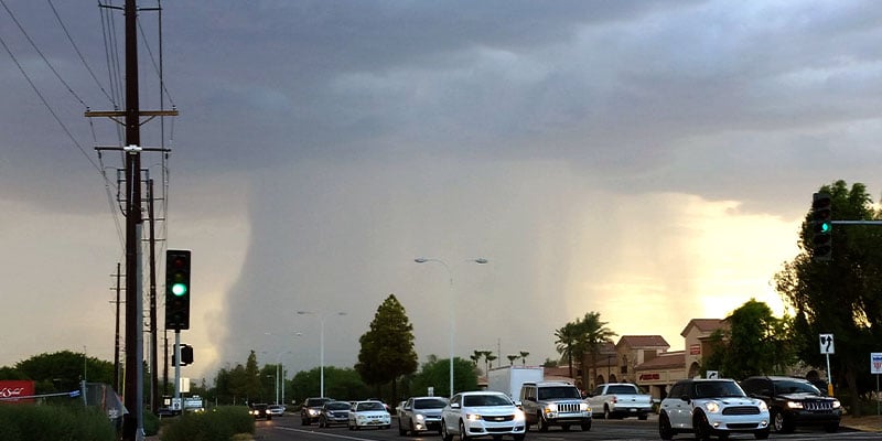 Brace Yourself for Monsoon Season and These Super-Destructive Pests