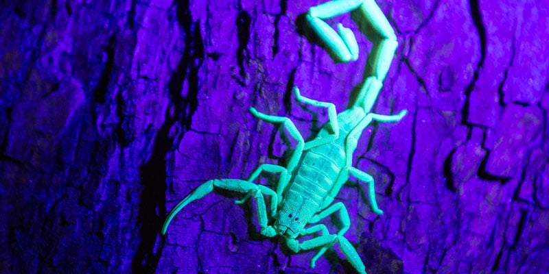 It’s Peak Scorpion Season in Phoenix! Here’s What You Need to Know to Keep Your Home Safe