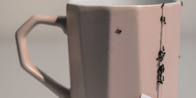 Ants Never Stop, Especially During Summer, So Get Prepared Now with Professional Pest Control