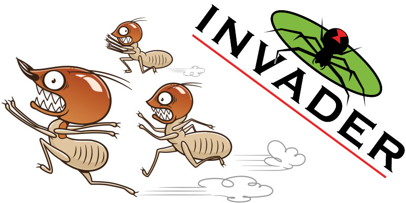 How Long Does it Take to Get Rid of Termites Once They’re Discovered?