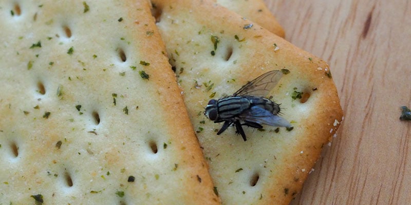 Flies Are More Than Just a Nuisance