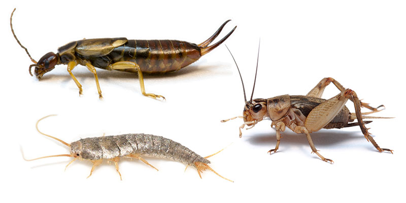 Why Crickets, Earwigs, and Silverfish Make the Top 10 Unwanted Pest