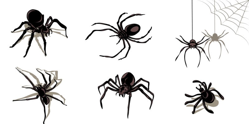 Can You Really Tell a Dangerous Spider from a Harmless One