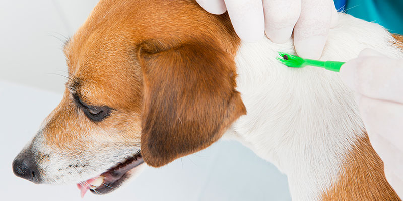 Most Effective Ways to Keep Your Pets Safe from Fleas and Ticks in Phoenix