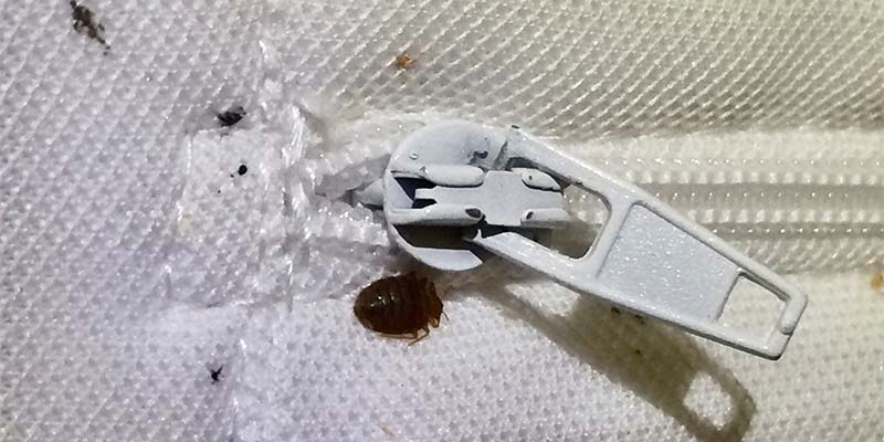 Do You Think about Pests When Choosing a Restaurant or Hotel?