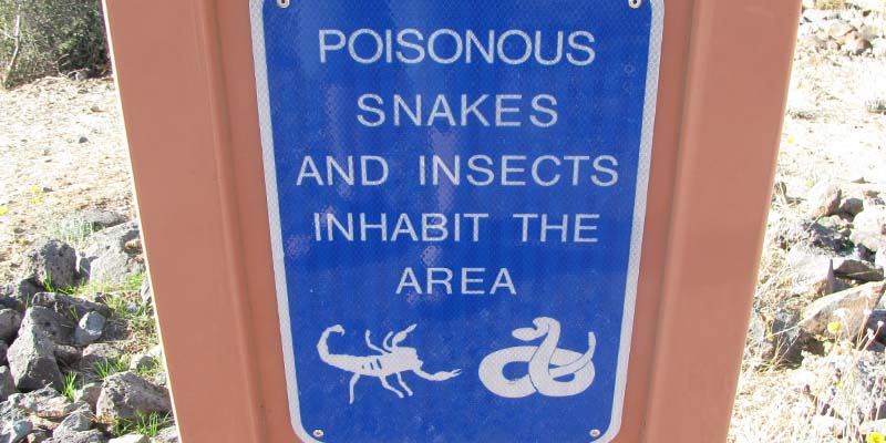 Phoenix Homeowners’ Guide to Proactive Pest Prevention